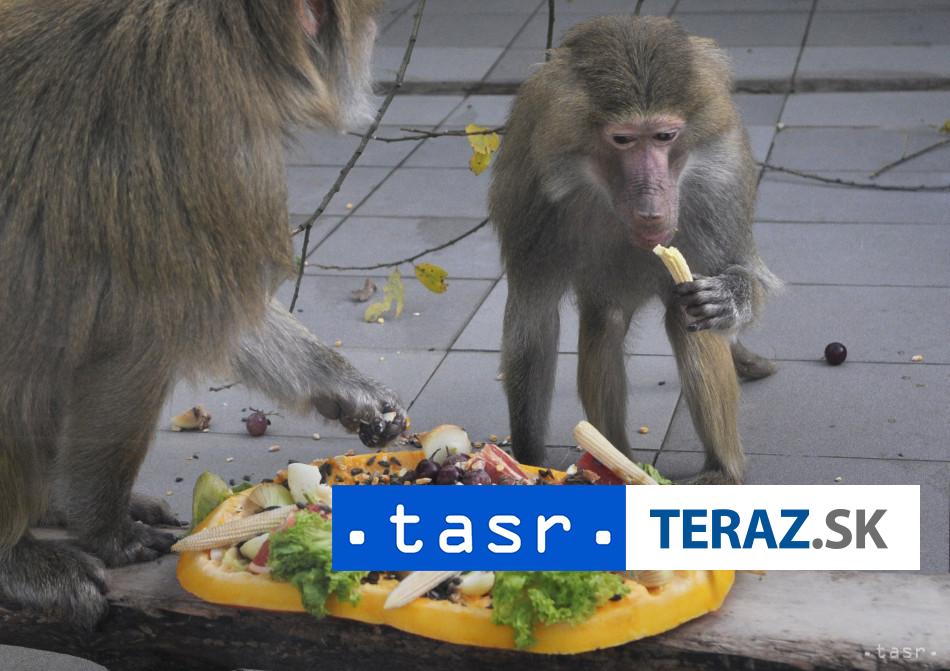 Zoologicka zahrada utratila 12 pavianov aktivisti vtrhli dnu
