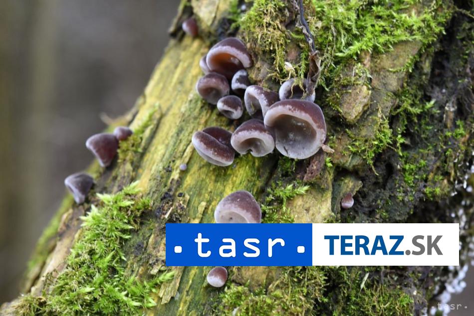 Cerveny kriz Pri podozreni na otravu hubami vyvolat zvracanie