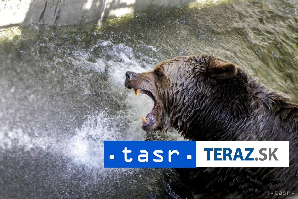 Zranena medvedica v Kremnici Ma dve mladata radnica varuje
