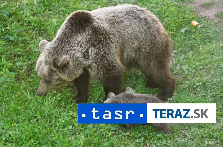 spustaju monitoring poctu medveda hnedeho na slovensku