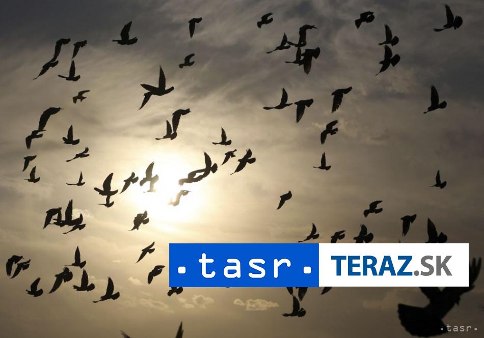 Zachranene z klietok Tisice vtakov unikli trhu