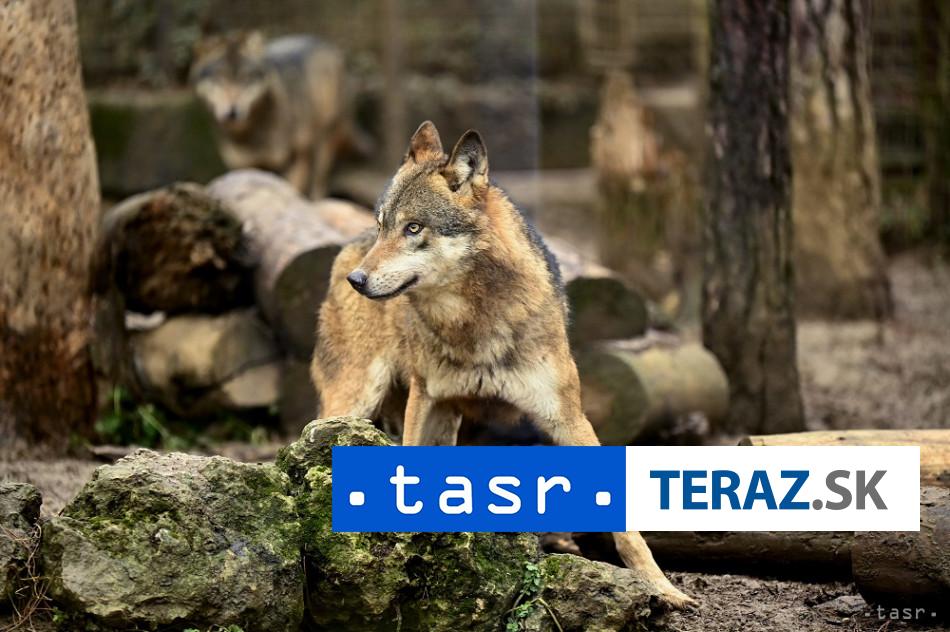 Vedci skumali spravanie vlkov a zistili toto
