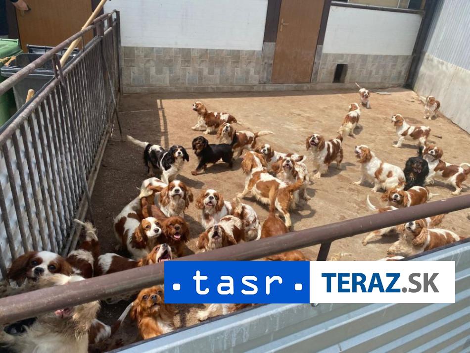 OTRASNE PODMIENKY V mnoziarni malo byt az 837 psov