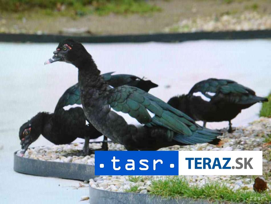 VTACIA CHRIPKA V EUROPE Potvrdene pripady v oblubenej krajine