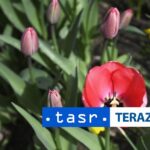 Svetovy den Parkinsonovej choroby sa pripomina 11 aprila