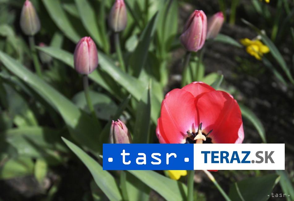 Svetovy den Parkinsonovej choroby sa pripomina 11 aprila