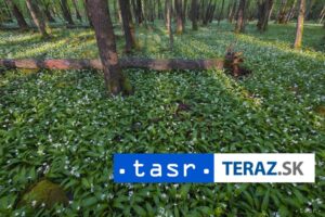 ZBIERATE MEDVEDI CESNAK Nepomylte si ho s jedovatymi dvojnikmi