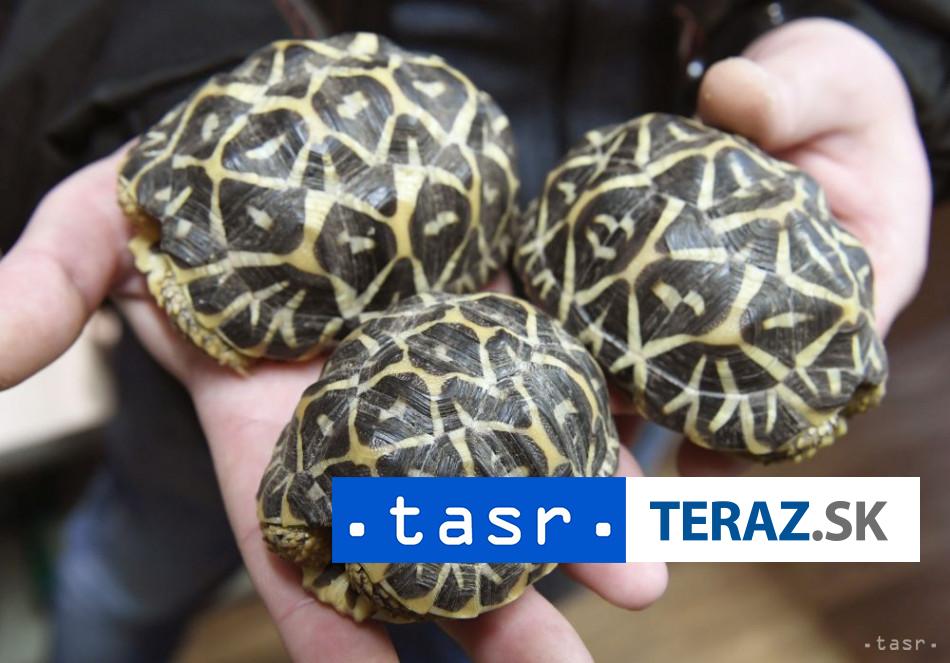 KURIOZITA NA LETISKU Zatkli zenu s 30 korytnackami pripevnenymi na tele