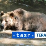 MEDVED V ZNAMOM SYSLOVISKU Zasahovy tim vyzyva na opatrnost