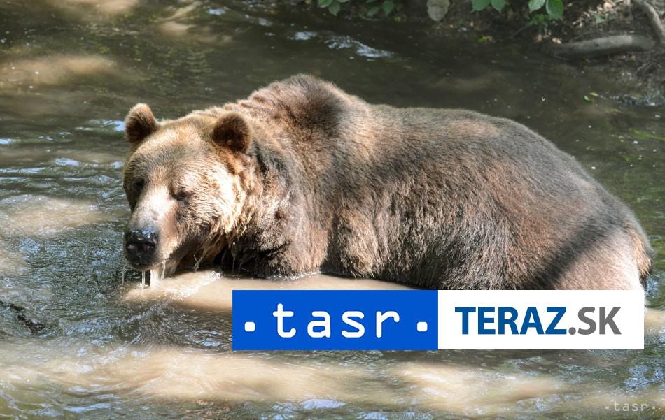 MEDVED V ZNAMOM SYSLOVISKU Zasahovy tim vyzyva na opatrnost