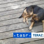 nocna vyprava opita dvojica sa pokusila ukradnut pesa z utulku