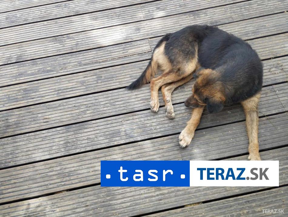 nocna vyprava opita dvojica sa pokusila ukradnut pesa z utulku