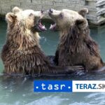 KRIZOVY STAB NA LIPTOVE Dovodom su MEDVEDE