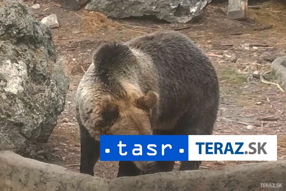 MEDVEDICA V TATRÁCH: Dvojica uviazla na mieste, zasahovali záchranári 2 MEDVEDICA V TATRACH DVOJICA UVIAZLA NA MIESTE ZASAHOVALI ZACHRANARI