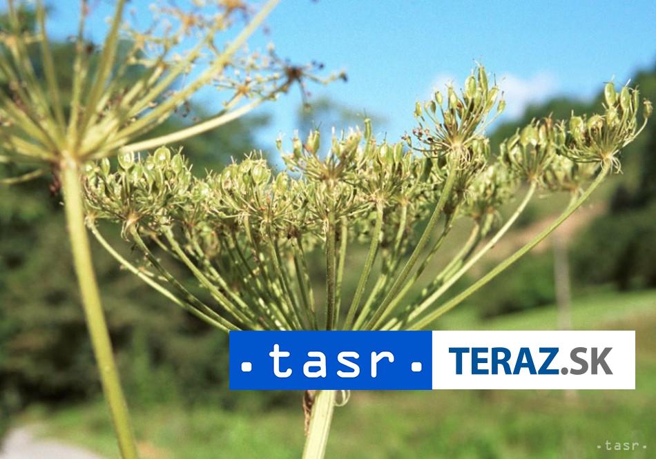 Na viacerých lokalitách Oravy sa nachádza invázny boľševník obrovský. 4 Na viacerich lokalitach Oravy sa nachadza invazny bolsevnik obrovsky