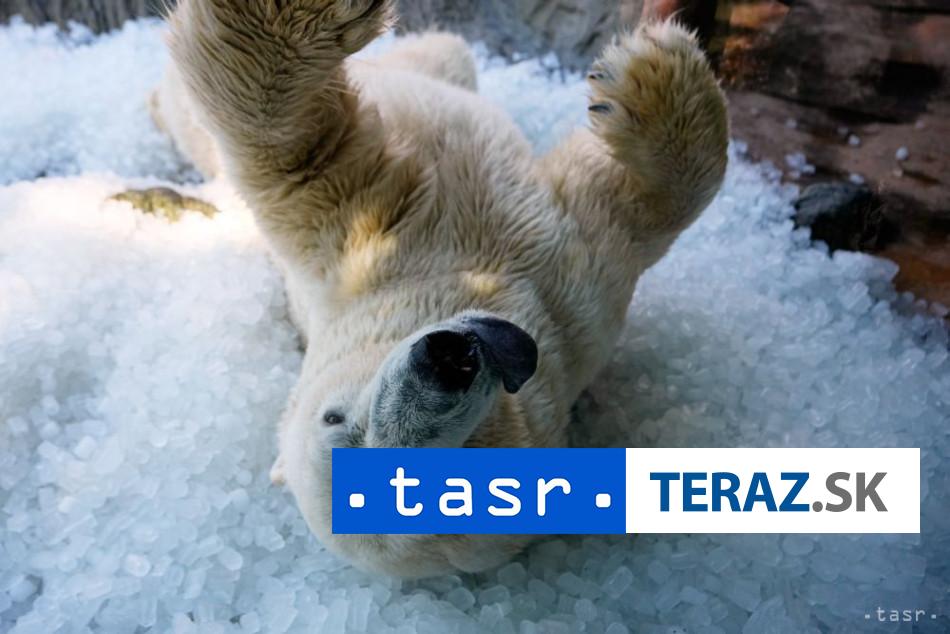 prebudili polarneho medveda urad im udelil vysoku pokutu